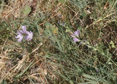 Sidalcea covillei