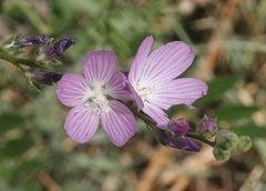 Sidalcea covillei