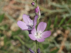 Sidalcea covillei
