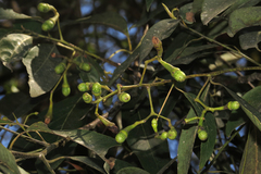 Ocotea porphyria