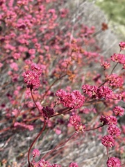 Eriogonum grande rubescens