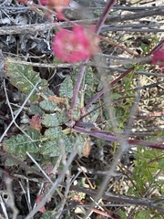Eriogonum grande rubescens