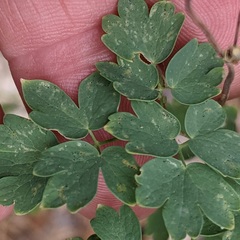 Thalictrum fendleri fendleri