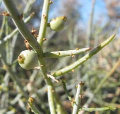 Lacomucinaea lineata