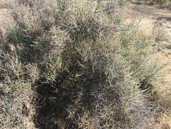 Lacomucinaea lineata