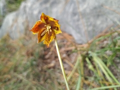 Calochortus marcellae