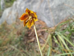 Calochortus marcellae