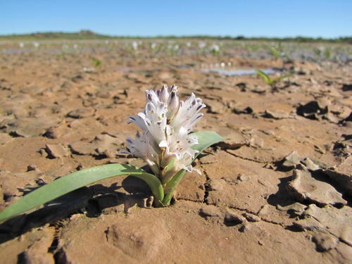 Pan Viooltjie (Lachenalia argillicola)