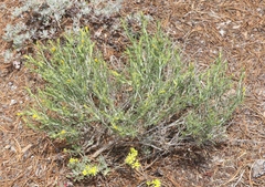 Ericameria discoidea