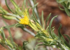 Ericameria discoidea