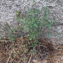 Thalictrum fendleri fendleri