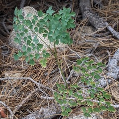 Thalictrum fendleri fendleri