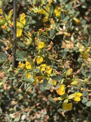 Acmispon dendroideus dendroideus