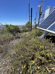 Acmispon dendroideus dendroideus