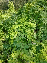 Tropaeolum pentaphyllum
