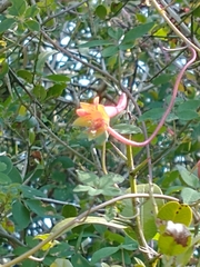 Tropaeolum pentaphyllum