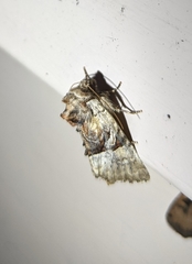 Meropleon diversicolor