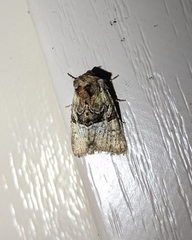 Meropleon diversicolor