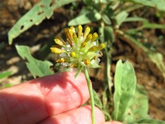 Amblyolepis setigera