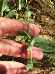 Amblyolepis setigera