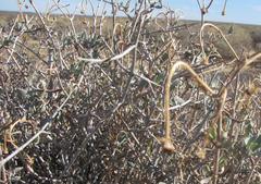 Osteospermum sinuatum sinuatum