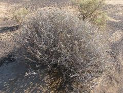 Osteospermum sinuatum sinuatum