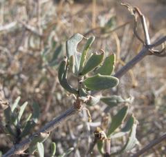 Osteospermum sinuatum sinuatum