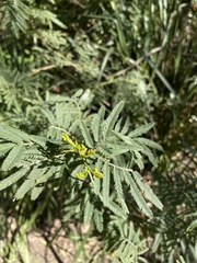 Acacia irrorata