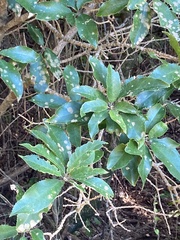 Cephaleuros lagerheimii