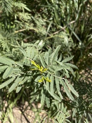 Acacia irrorata
