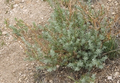 Artemisia rothrockii