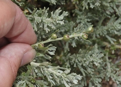 Artemisia rothrockii
