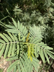 Acacia irrorata