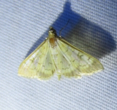 Mimorista subcostalis