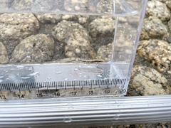 Petroscirtes breviceps