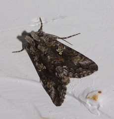 Syngrapha octoscripta