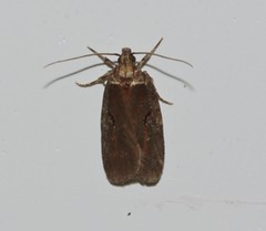 Agonopterix lythrella