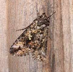 Syngrapha octoscripta