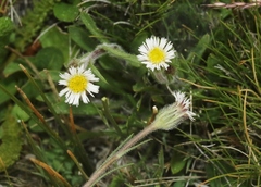 Erigeron lonchophyllus