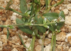 Polygonum sawatchense
