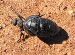 Meloe angulatus