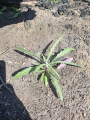 Senecio prenanthoides