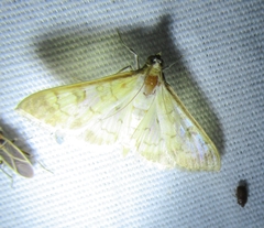 Mimorista subcostalis