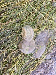 Abarenicola pacifica