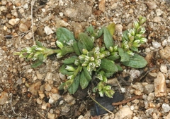 Polygonum sawatchense