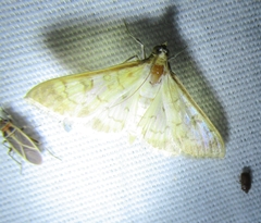 Mimorista subcostalis