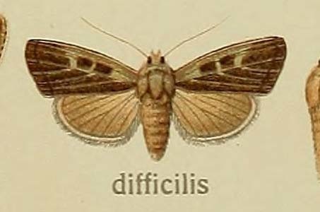 Ledereragrotis difficilis