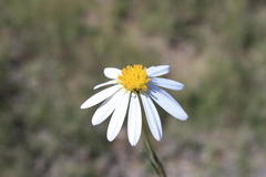 Dimorphotheca caulescens