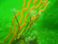 Tubulariidae
