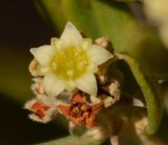 Phylica oleifolia